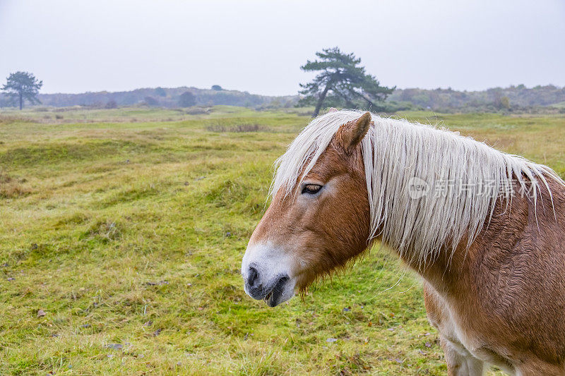 荷兰弗里斯兰的Schiermonnikoog Wadden岛，马在沙丘上吃草